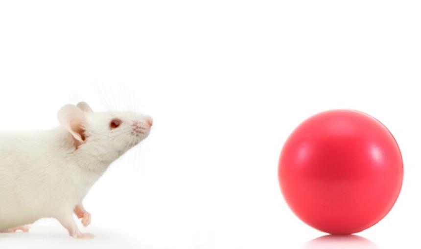 A mouse looks at a red ball
