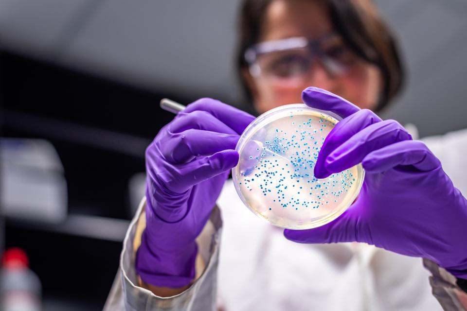 A biomedical researcher examines a petri dish